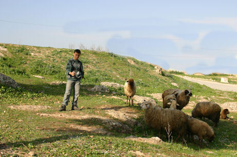 Young shepherd